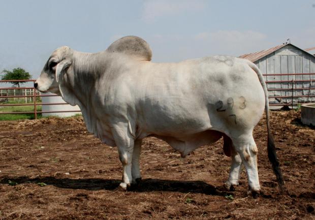 Lot 10's heifer calf's sire -  LMC Poll Aussie