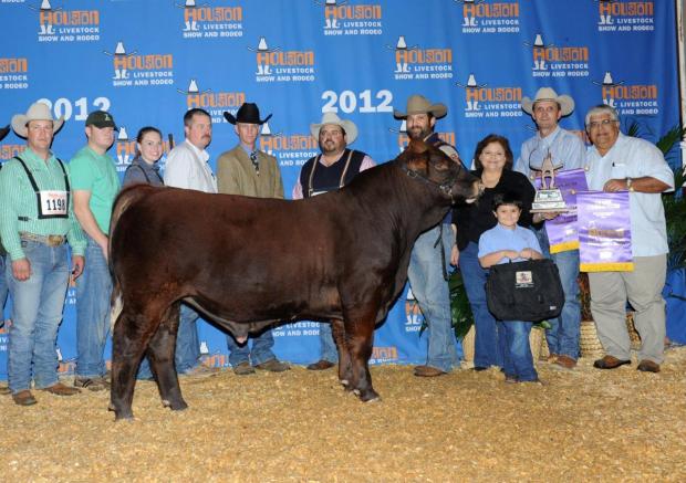 Sire - LMC 6G Rock is owned by Josh Harris & Lincoln Lecompte (semen is available)