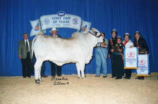 TTT Ms Suvette’s Piston 996. The famous reserve national champion and maternal grand dam of TTT Ms Suva’s Morton 813