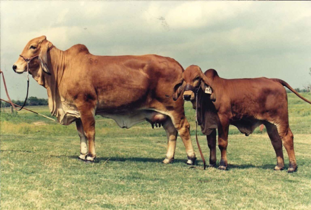 Champion 659 daughter with Houston Champion Bravo son