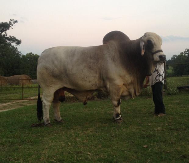 ”> #JADT Mexicano TE, senior herdsire for Billy Foxworth and sire of Miss CBR Rose 587/5