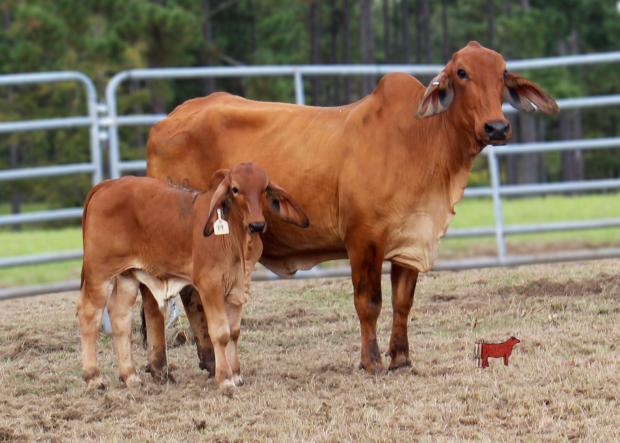 Dam - future polled donor for La Negra and LMC