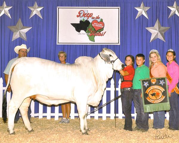 Miss CBR Odysessy 518/2, pictured at 17 months and Reserve Junior Champion at the “All American” under Mitch Thomas