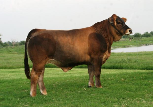 Lot 12 champion son out of Braunvieh cow 