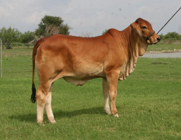 Heifer calf off of Sueno and a red cow