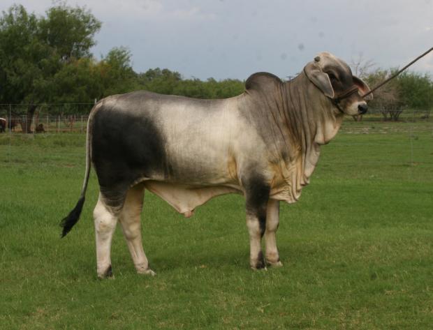 bull calf by Sueno off of a gray cow