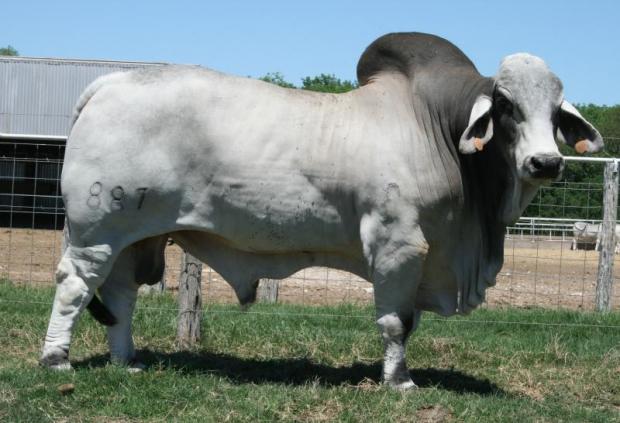 Sire - JDH MR MANSO 887/4