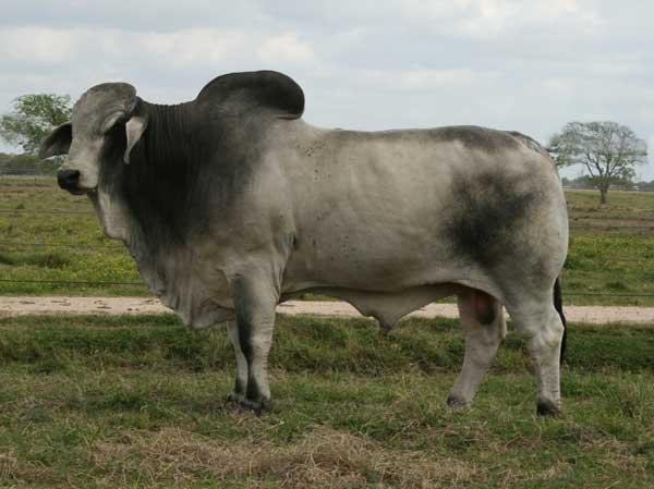 Sire - JDH SYDNEY DE MANSO  989/6