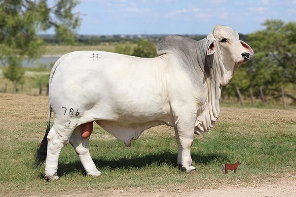 TTT Mr Suva Bob Manso 786/3, two straws of semen sell with TTT Lady Suva’s Echo 848 for future breeding (A.I. only). 