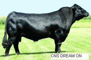 Sire - CNS Dream On has had a big impact on the Simmental breed.