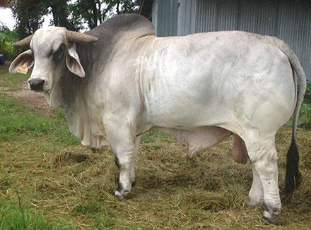 #CC Mr Capital Gains 77/7, elite sire in the Brahman world and sire of WR Ms 11/5