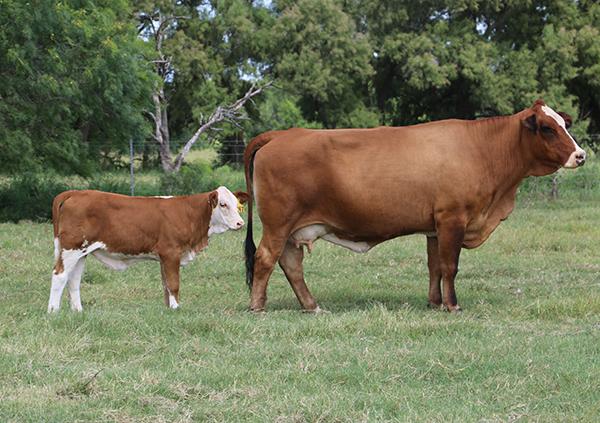 Dam - her frame and body will help Candy Cane grow into a competitive heifer