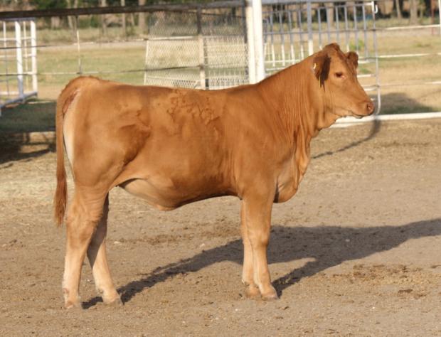 Lot 15 Maternal Sister - BETM 6G Abigail - Owned by Hagan  Cattle Co.