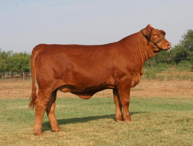 LMC BBS Jenna - many times champion Rajin Cajun daughter owned with the Onstot family