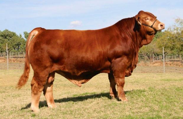 Sire - National Champion LMC Gold Medal is raising the bar for Simbrah