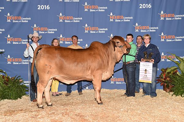 2016 Res. Junior Champion at Houston and daughter of +TTT 335.