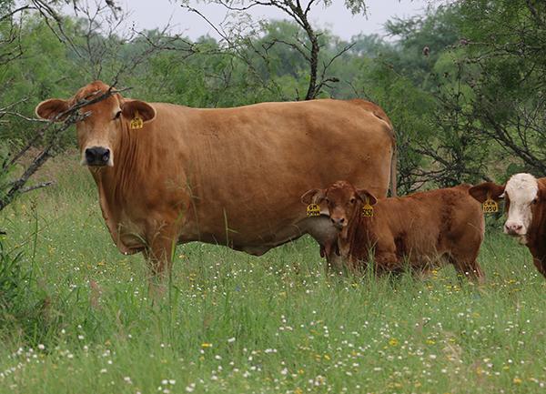 Dam in a super lush South Texas brush pasture thanks to the rains we have been blessed with.