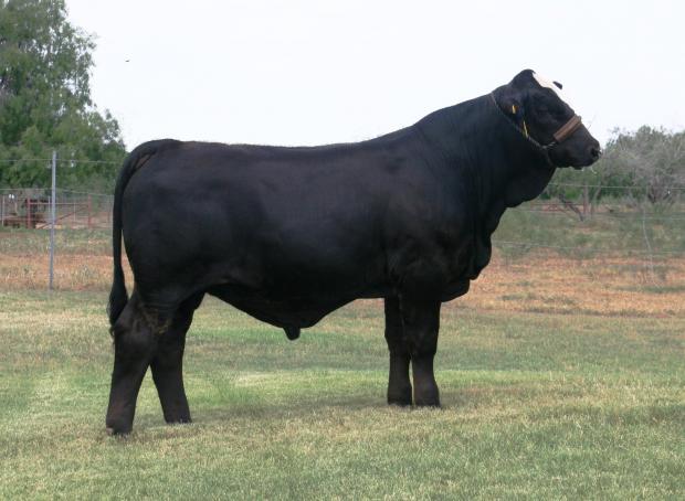 Sire - LMC Zydeco - moderate son of 6GLMC Rajin Cajun