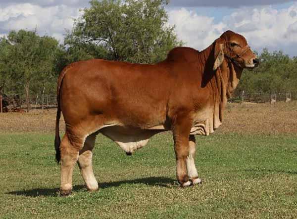 LMC LN Polled Pappo is an awesome Polled Pathfinder  son owned with Javier Moreno