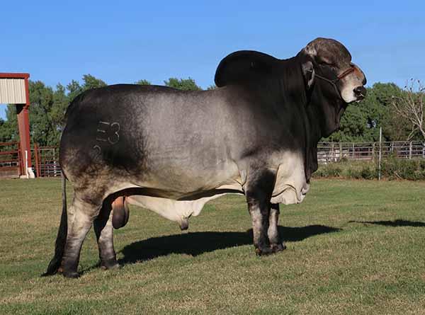 Polled Pathfinder - owned with Ava Barker