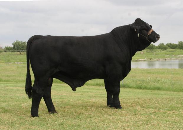 Lot 18's  sire -  LMC LF Denzel