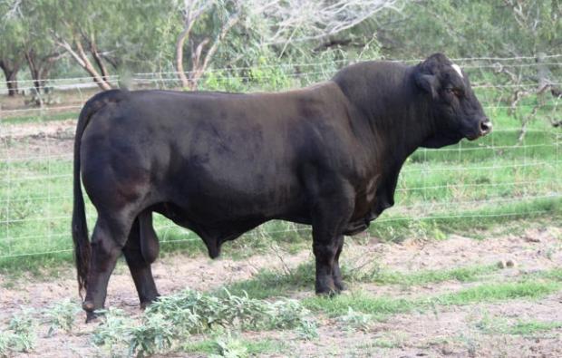 Sire - 6G/LMC RAJIN CAJUN W908