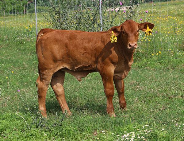 Herd bull prospect son sired by LMC Gold Medal selling with dam. He can put you on the map !!