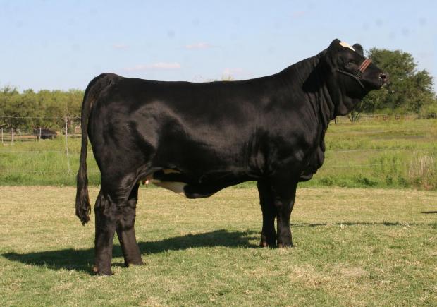 LMC WFC Whitney - Champion paternal sister owned by La Reina Ranch