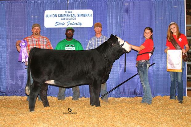 Champion Simmental Wheel Man daughter