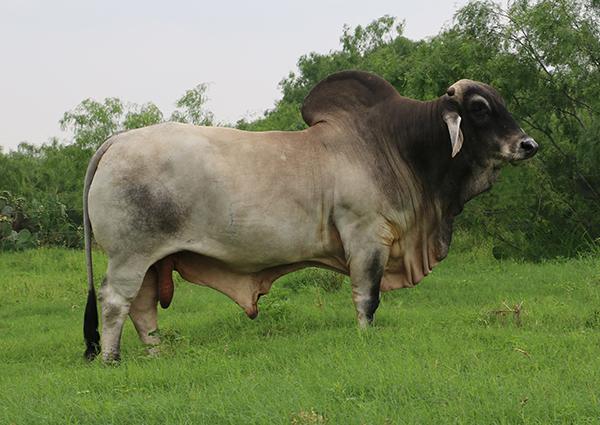 High marbling son - LMC Polled Samson (semen available) - owned with Larry Campbell