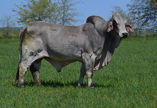 JDH Tesch Manso 791/4, sire of Miss CBR 490/5 “Tyra” and pictured working on the CBR cow herd in spring 2016. 