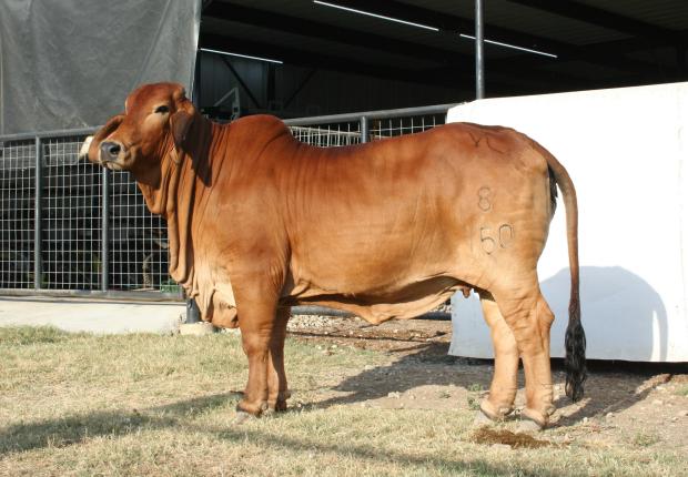 Dam of embryos: Lady H Bonita Manso 157/0