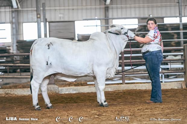 Successful Show Heifer