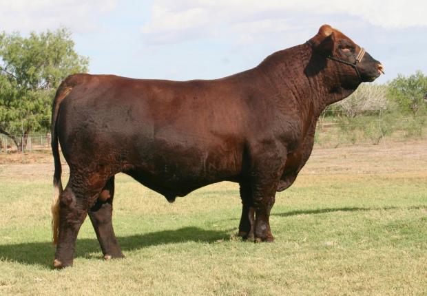 Lot 20 Son - LMC 6G Red Rock - 2012 International Champion Bull - Owned by Josh Harris and Lincoln LeCompte