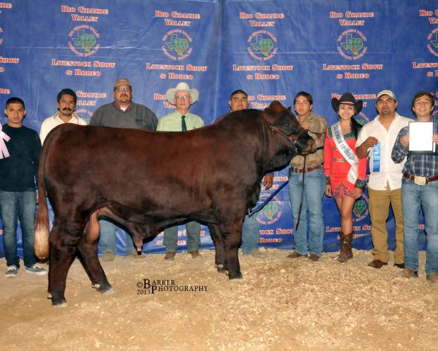 Lot 20 Son - Mr. LB Zeus - 2014 Reserve Champion Bull @ RGVLS for La Blanquita Ranch 