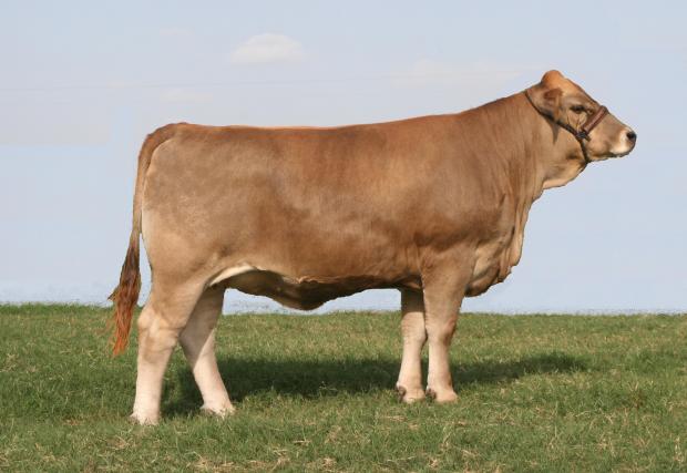 BOR Focus - dam of LMC LF Pops