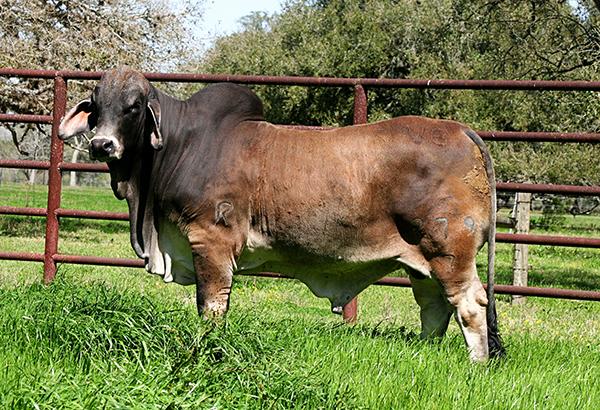 Sire - Mr V8 279/7