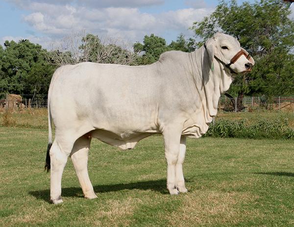 Dam - LMC Polled Olympia 60/3