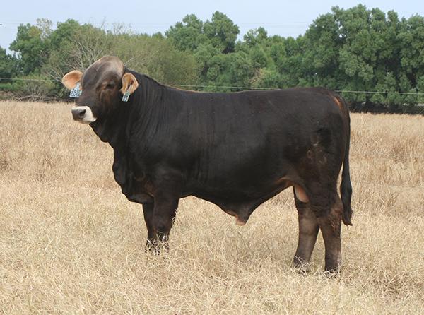 a typical Simbravieh bull sired by Jolt