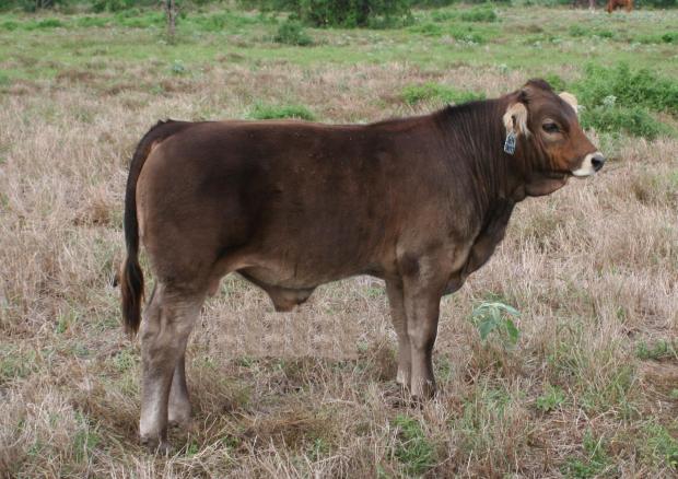 typical Jolt sired club calf