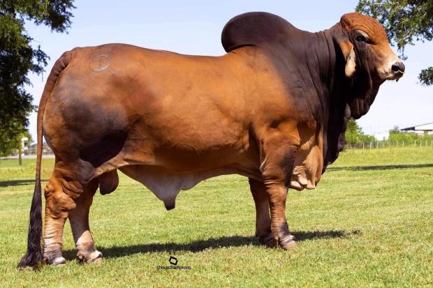 Sire of resulting calf.