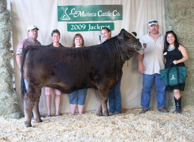 LMC Dolly - champion Polled Lightning daughter for the Mask and Grant famlies