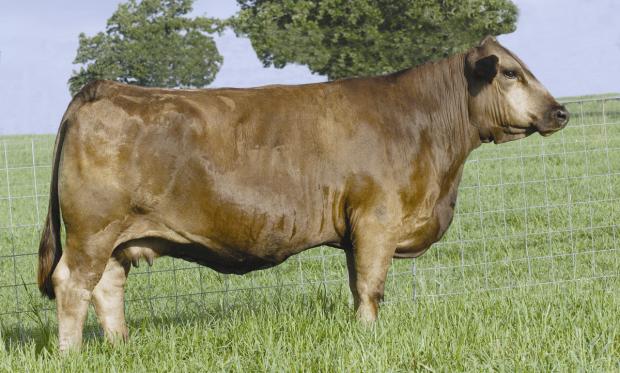 Maternal grand dam - Phenomenon - one of the best PB Braunviehs ever made