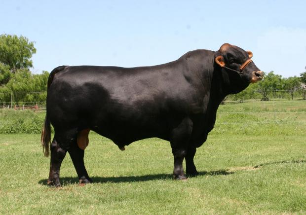 Sire - LMC LF Goliath