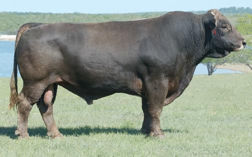 Lot 25's sire - Polled Vision