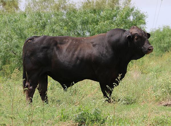 Sire of Lots 23-25 - LMC LF Revelee as a mature bull.