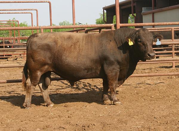 maternal grand sire - MHF Manhattan is one of the top Braunvieh bulls in America.