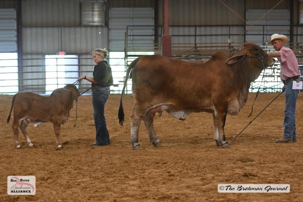 Sire of embryos: +BB Bronson 299/3 