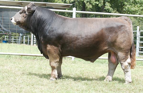 Sire and many times champion TML Silverado