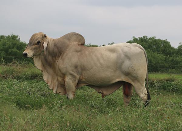 son of Lot 2 - LMC Polled Rock by LMC WFF Pistolero